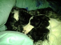 /album/patu/helmi13-006-jpg/